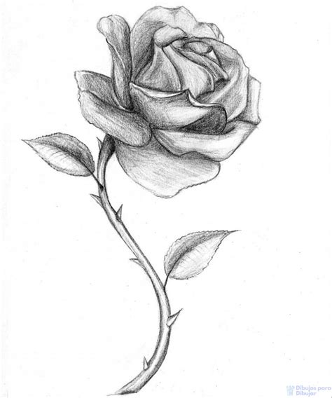 磊 Dibujos De Rosas【900】lindos Trazos Florales