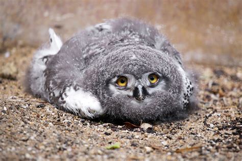 A Baby Owl Sleeping Face Down Is Unbelievable