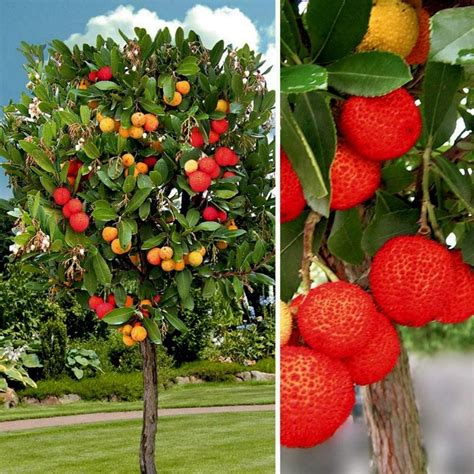 Strawberry Tree Seeds Arbutus Unedo Price €165