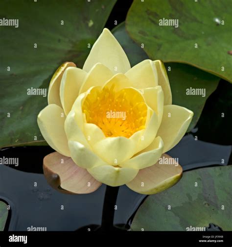 One Yellow Water Lily Flower In Pond Stock Photo Alamy