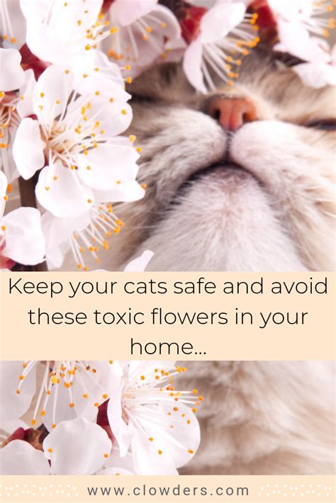 Most succulents are not poisonous to cats, but some can cause mild irritation. Poisonous Flowers For Cats | Cat safe, Cats, Cat repellant
