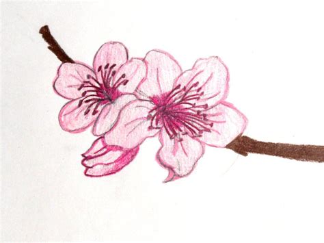 Sakura Cherry Blossom Drawing Flower Photos Colored Pencil Techniques