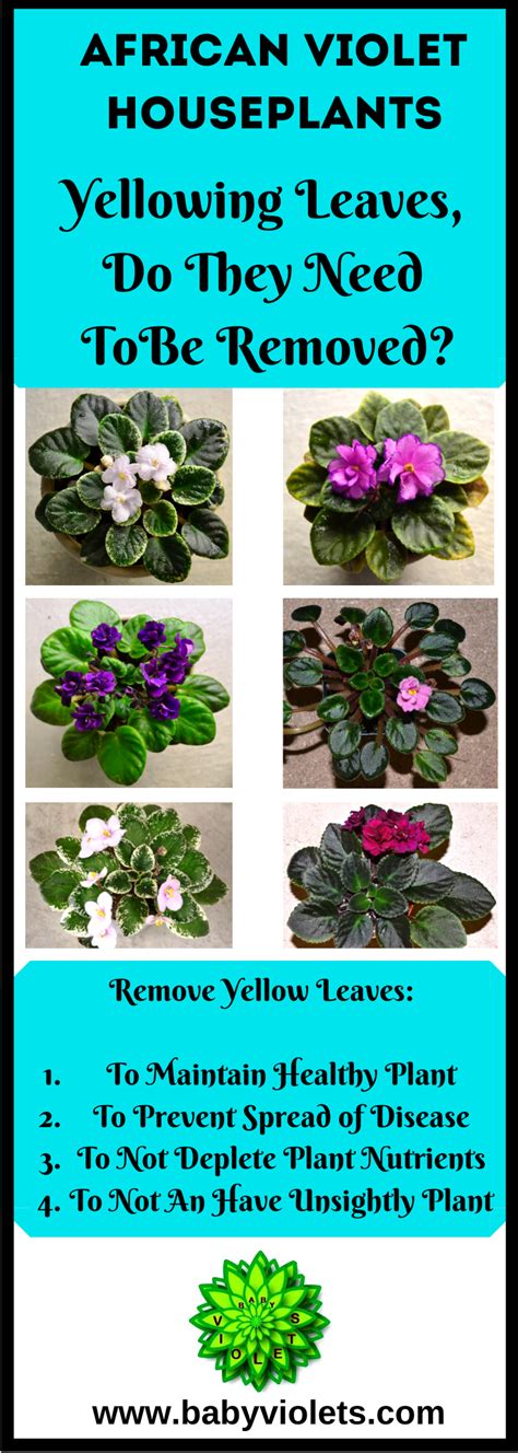 The beautiful lilac blossoms of this african violet look absolutely gorgeous in contrast with their another issue you may encounter is your plant failing to flower. Yellow Leaves on African Violet Plants - Baby Violets ...