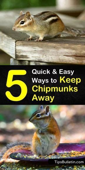 5 Quick And Easy Ways To Keep Chipmunks Away In 2020 Chipmunk Repellent