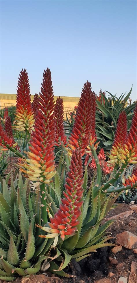 Aloe Hybrid In Flower Johans Hybrids July 2019 Aloe Flowers Plants