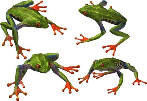Download Frog Clipart Hq Png Image Freepngimg Images