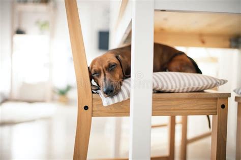 Cute Brown Dachshund Dog Sleeping On The Chair Stock Photo Image Of