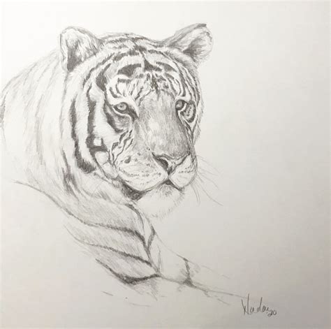 Original tigre dibujo a lápiz Nicolae Arte artista Etsy España