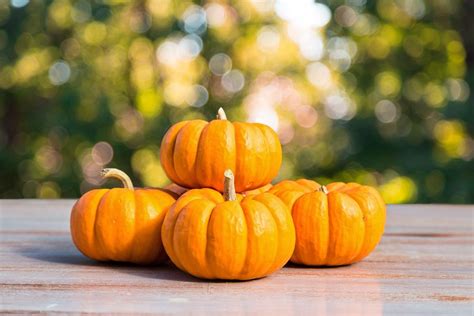Some of the benefit of it audit include: 5 Great Health Benefits of Pumpkins