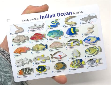 Divelogs Indian Ocean Reef Fish Id Card