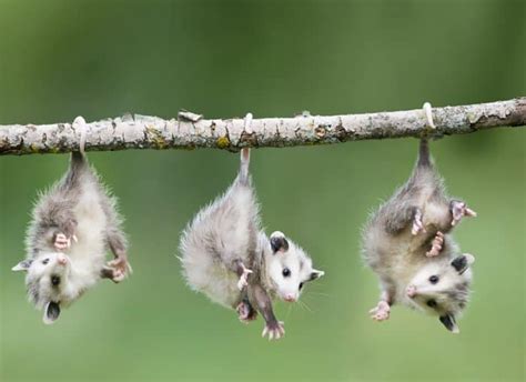 15 Incredibly Cute Photos Of Possums And Opossums Cute Creatures