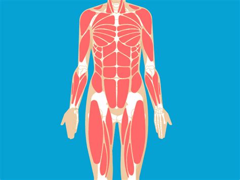 Muscular System Anatomy Diagram Function Healthline