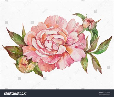 Watercolor Pink Peony Peony On White Stock Illustration