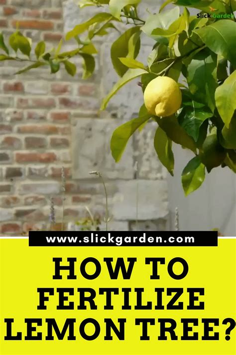 How To Grow Spectacular Lemon Trees In Containers How To Grow Lemon