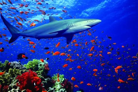 Save The Sea Animals With Discovery And Oceana Nature And Wildlife