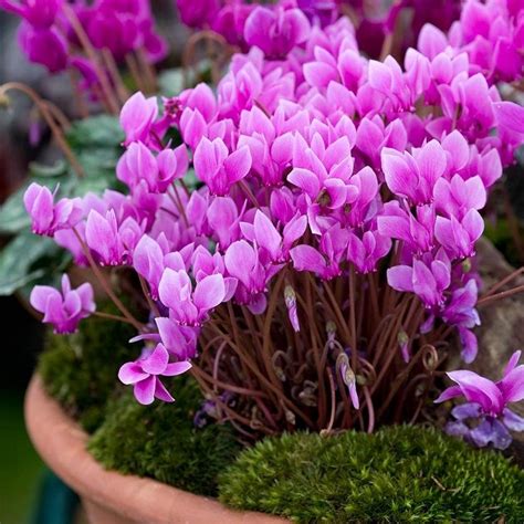 Top 10 Pretty Flowers And Shrubs For Winter Cold Weather Flowers