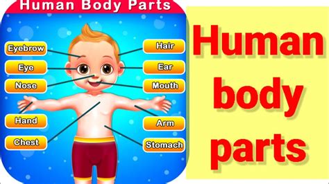 Human Body Parts Name With Picture Human Body Parts For Kids English