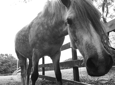 Fotos Gratis En Blanco Y Negro Semental Melena Monocromo