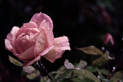 1920x1080 Rose Drops Rain Flower Coolwallpapersme