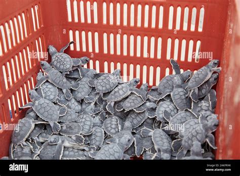 Baby Sea Turtles Hi Res Stock Photography And Images Alamy