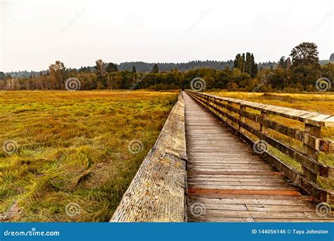 Wooden Walkway In Wetland Bird Sanctuary Stock Photo Image Of Meadow