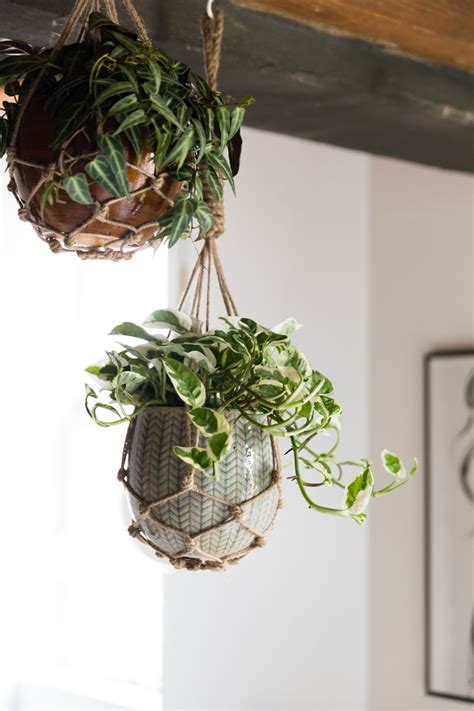 13 Best Indoor Hanging Plants Hanging Plants Hanging Plants Indoor Best Indoor Hanging Plants