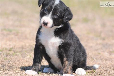 Border collie puppies for sale at marketplaces. Collin: Border Collie puppy for sale near Dallas / Fort ...