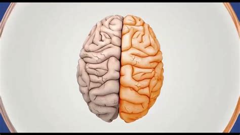 مكونات دماغ الإنسان الجهاز العصبى youtube