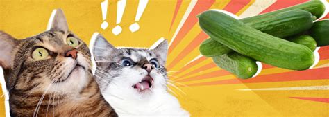 Why Are Cats So Afraid Of Cucumbers And Now U Know