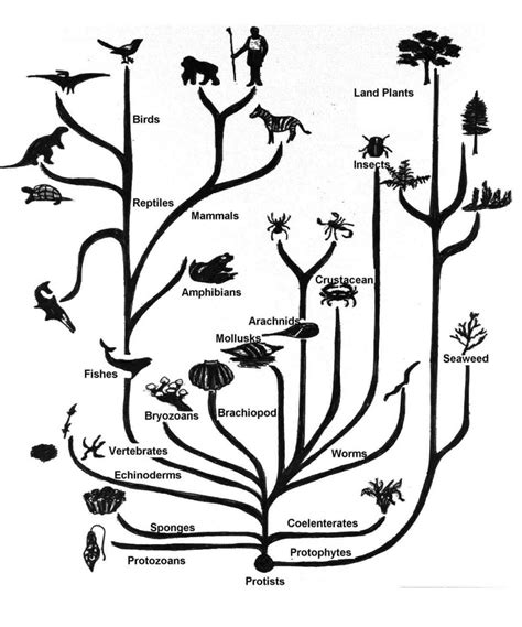 Charles Darwin And The Tree Of Life Worksheet Answers