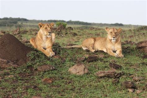 Be A Trip Make A Trip Masai Mara National Reserve A Big Game Reserve