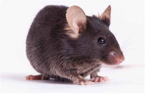 Saving Science By Saving Mice