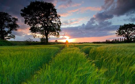 壁纸 阳光 景观 日落 性质 天空 领域 日出 早上 地平线 黄昏 云 树 黎明 草原 农业 草地 平原