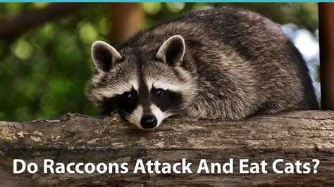 And many do become quite cuddly or playful at times. Do Raccoons Attack And Eat Cats? How To Keep Your Kitty Safe