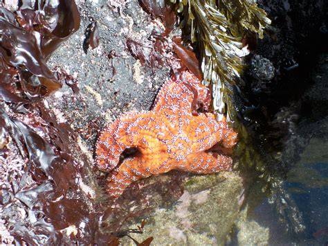 Pisaster Ochraceus Mendonoma Sightings