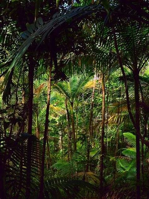 Ceiba pentandra, the silk cotton tree or kapok tree, rivals the giant mahogany in height. Amazon Rainforest | Rainforest Unit | Pinterest | Amazon ...