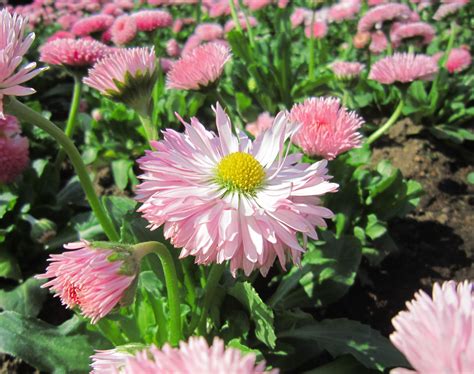 Gambar Menanam Daun Bunga Bunga Aster Hijau Botani Berwarna Merah Muda Jepang Flora