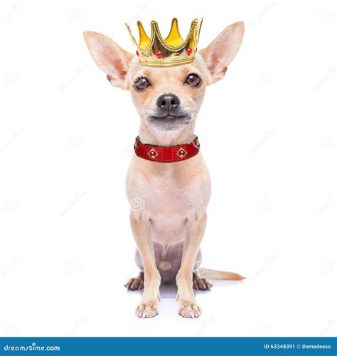 Crown King Dog Stock Photo Image 63348391