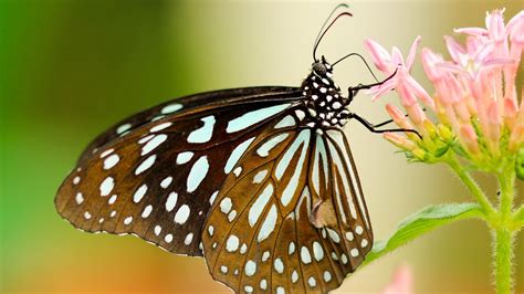 Cute Butterfly On Top Of Flower Hd Wallpapers