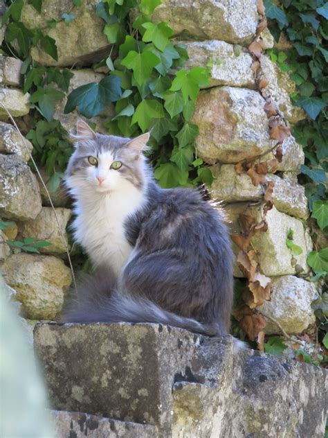 A Photo I Took Of A Cat In France Beautiful Cats Simply Beautiful