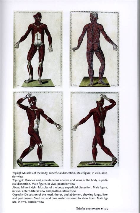 Human Anatomy Depicting The Body From The Renaissance To Today цена 500