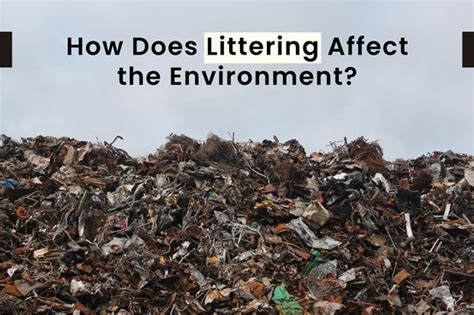 How Does Littering Affect The Environment Earth Reminder