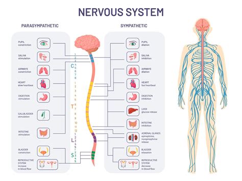 Simple Autonomic Nervous System Diagram