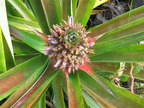 Garden Guy Hawaii: The Pineapple Flower