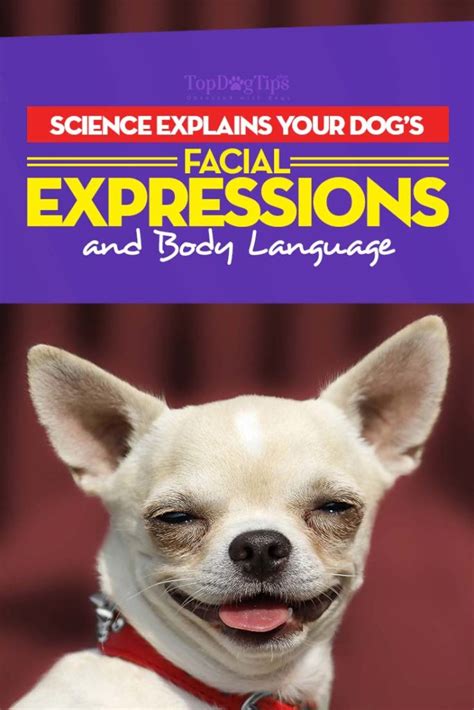 Dog Facial Expressions And Body Language Explained By Science