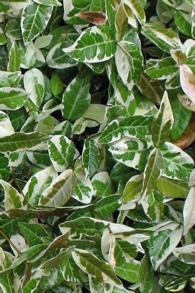 Buy Variegated Asian Or Asiatic Jasmine For Sale Online From Wilson