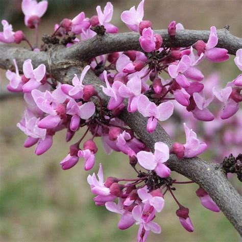 Forest Pansy Redbud Trees For Sale At Ty Ty Nursery