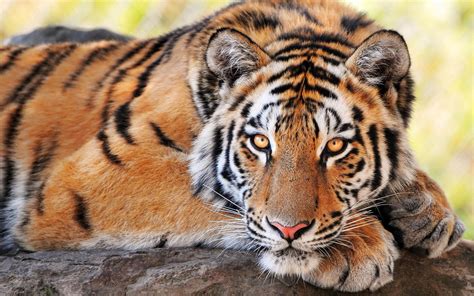 30 Most Beautiful Tiger Pictures That Will Inspire You Themes Company