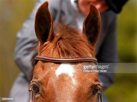 American Saddlebred Horse Photos And Premium High Res Pictures Getty