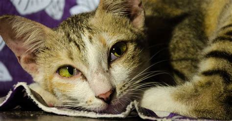 Gatto adulto, feci molli e maleodoranti, che fare